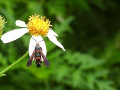 Synanthedon sapygaeformis