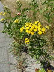 Tanacetum vulgare