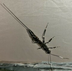 Xorides stigmapterus