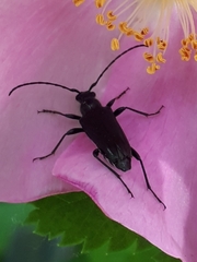 Grammoptera subargentata