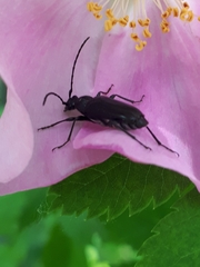 Grammoptera subargentata