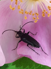 Grammoptera subargentata