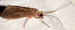 Nyctiophylax