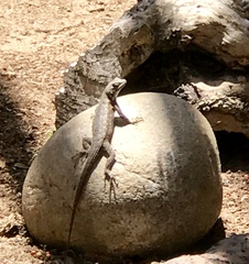 Sceloporus occidentalis
