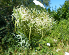 Daucus carota