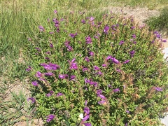 Penstemon cardwellii