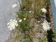Daucus carota