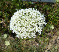 Daucus carota