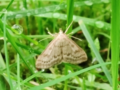 Udea decrepitalis