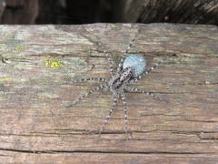 Acantholycosa lignaria