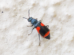 Anthocomus
