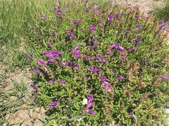 Penstemon cardwellii