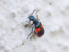 Anthocomus