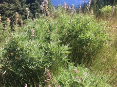 Lupinus albicaulis
