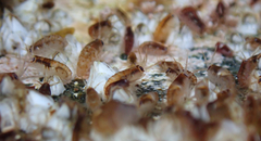 Gammarellus angulosus