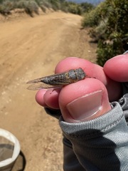 Platypedia laticapitata