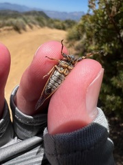 Platypedia laticapitata
