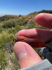 Okanagana opacipennis