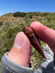 Okanagana opacipennis