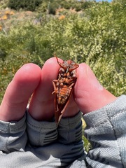 Okanagana opacipennis