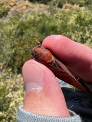 Okanagana opacipennis