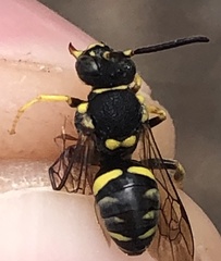 Nomada rodecki