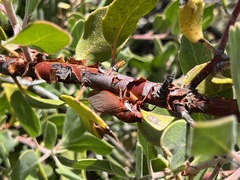 Okanagana opacipennis