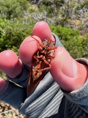 Okanagana opacipennis