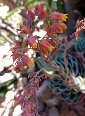 Echeveria