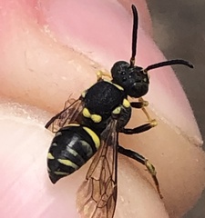 Nomada rodecki