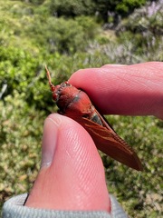 Okanagana opacipennis