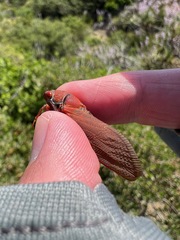 Okanagana opacipennis