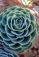 Echeveria