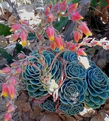 Echeveria