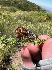 Okanagana opacipennis