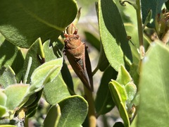 Okanagana opacipennis