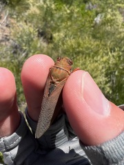 Okanagana opacipennis