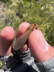 Okanagana opacipennis