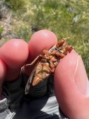 Okanagana opacipennis