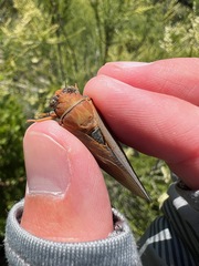 Okanagana opacipennis