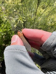Okanagana opacipennis