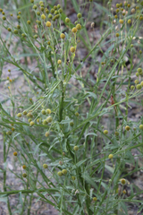 Helenium thurberi