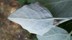 Phyllocnistis xenia