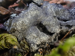Fuligo cinerea
