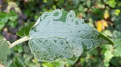Phyllocnistis xenia