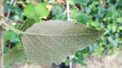 Phyllocnistis xenia