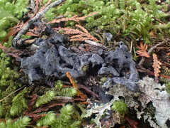 Fuligo cinerea