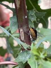 Cosmopepla conspicillaris