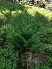 Athyrium distentifolium