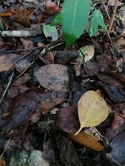 Incilius marmoreus